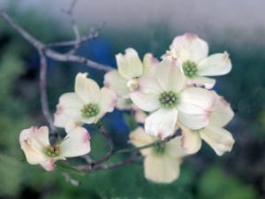 花花-5