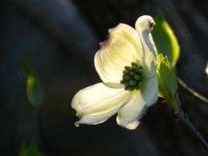 花花-8