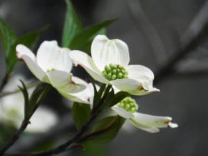 花花-3